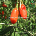Hot Sale Organic Ningxia Goji Berry 220